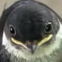 cuntula