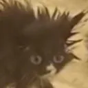ariawhatstheirface