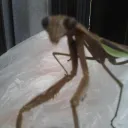 bug_name