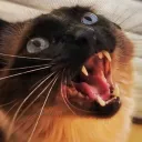 derpslurp