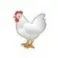 s_t_chicken