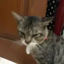 misterotnas