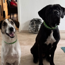 avatar 𝔇𝔢𝔰𝔶𝔫𝔠