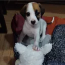 turromantico1.