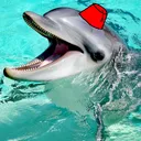 jamesledolphin