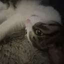 snekthecat