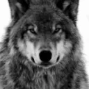 sleeplesswolf2830