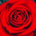 ⎝⎝♡Roses♡⎠⎠#6197 ⎝⎝♡Roses♡⎠⎠