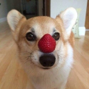 avatar Corgii