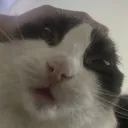 anndondon
