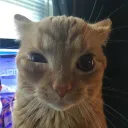 xedoken