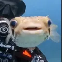 xedoken