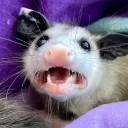 anxious_opossum