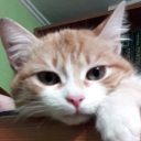 Аватар comradekostia