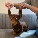 sillymakerel