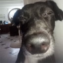 avatar perro pichon kawai