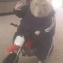 tomigoo