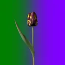 tulip10_74