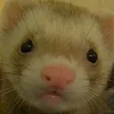 ferretking5504
