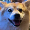 sudoshiba