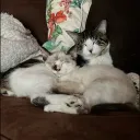 lettucekat