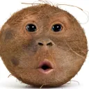 yungtoiletpaper