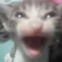 avatar Pisic urduros