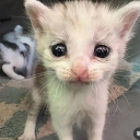 avatar Pisic urduros