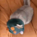 avatar Pisic urduros