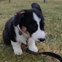 flosszy