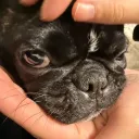 tentofoo