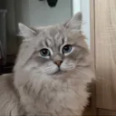 angeldevilzed