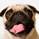 pugmin8251