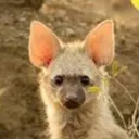 aardwolf7563
