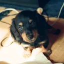 koubugny