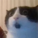 narpia
