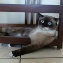 pawnofcharts