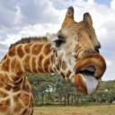 glraff3