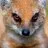 mongoose19645093
