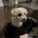 King Simba