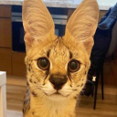 avatar Kenui