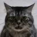 monoanimek