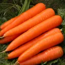 carrotssss