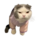 hoaphamduc