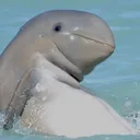 hawaidolphino