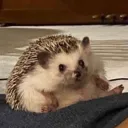 peilinlu