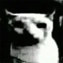 vitto13