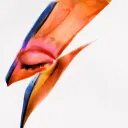 bowienetter avatar