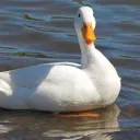 duckeryy