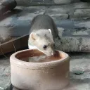 ceoofsubgift